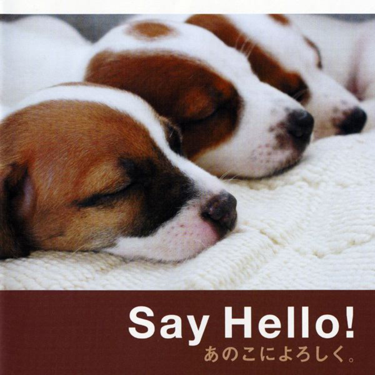 Say Hello! .
