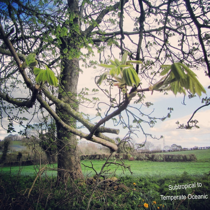 Subtropical I