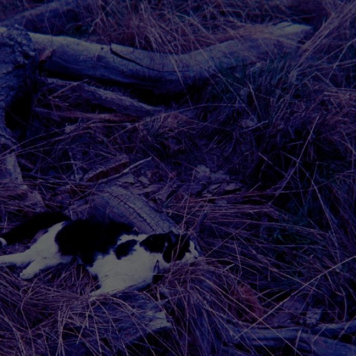 I Want to Die Wondering