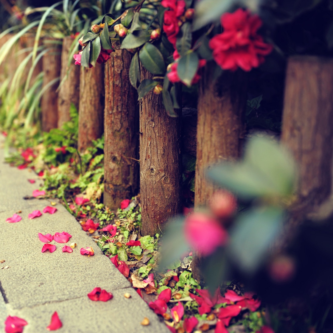 Parachute (Album Version)