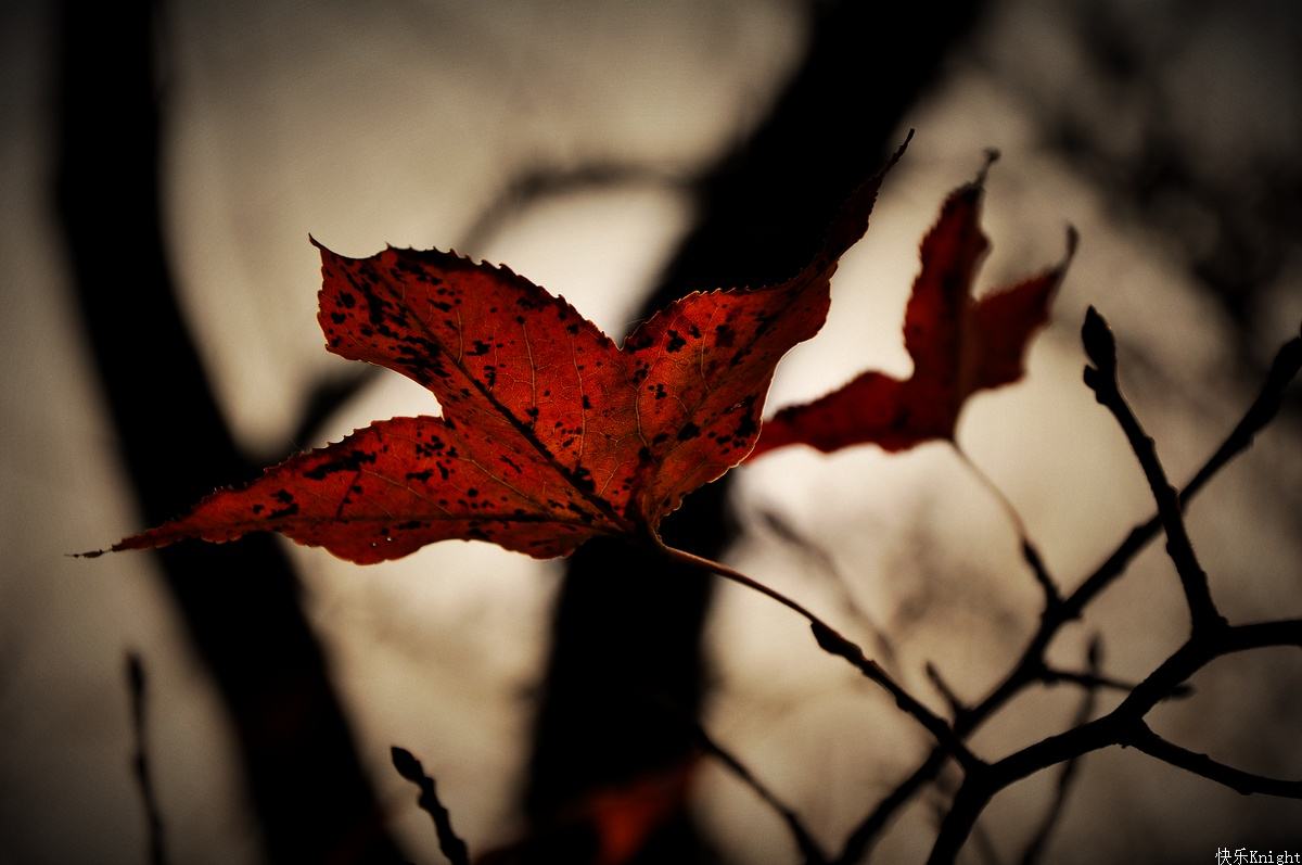 qu wang hai bian de lu