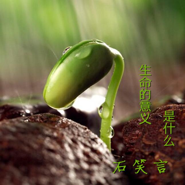 sheng ming de yi yi shi shen me