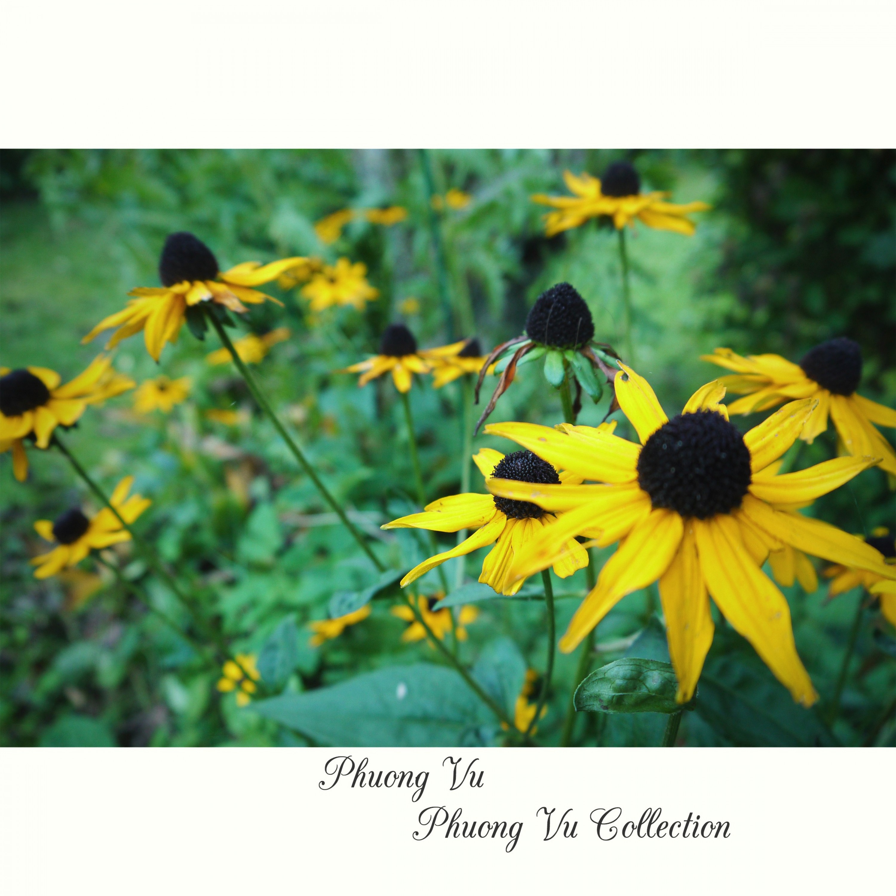 Anh Khong the Tha Thu