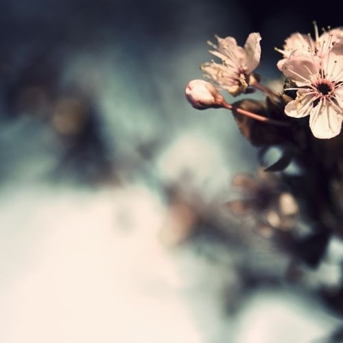 A Heaven in a Wild Flower