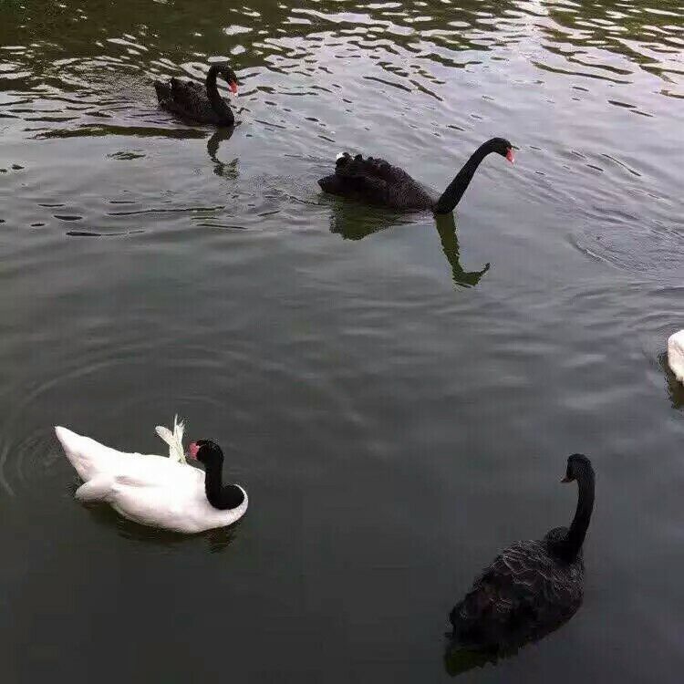 yi shou jian dan de xiao qing ge