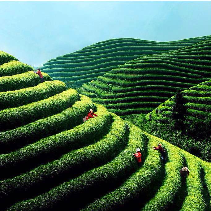 shen gu cha xiang cu cao demo