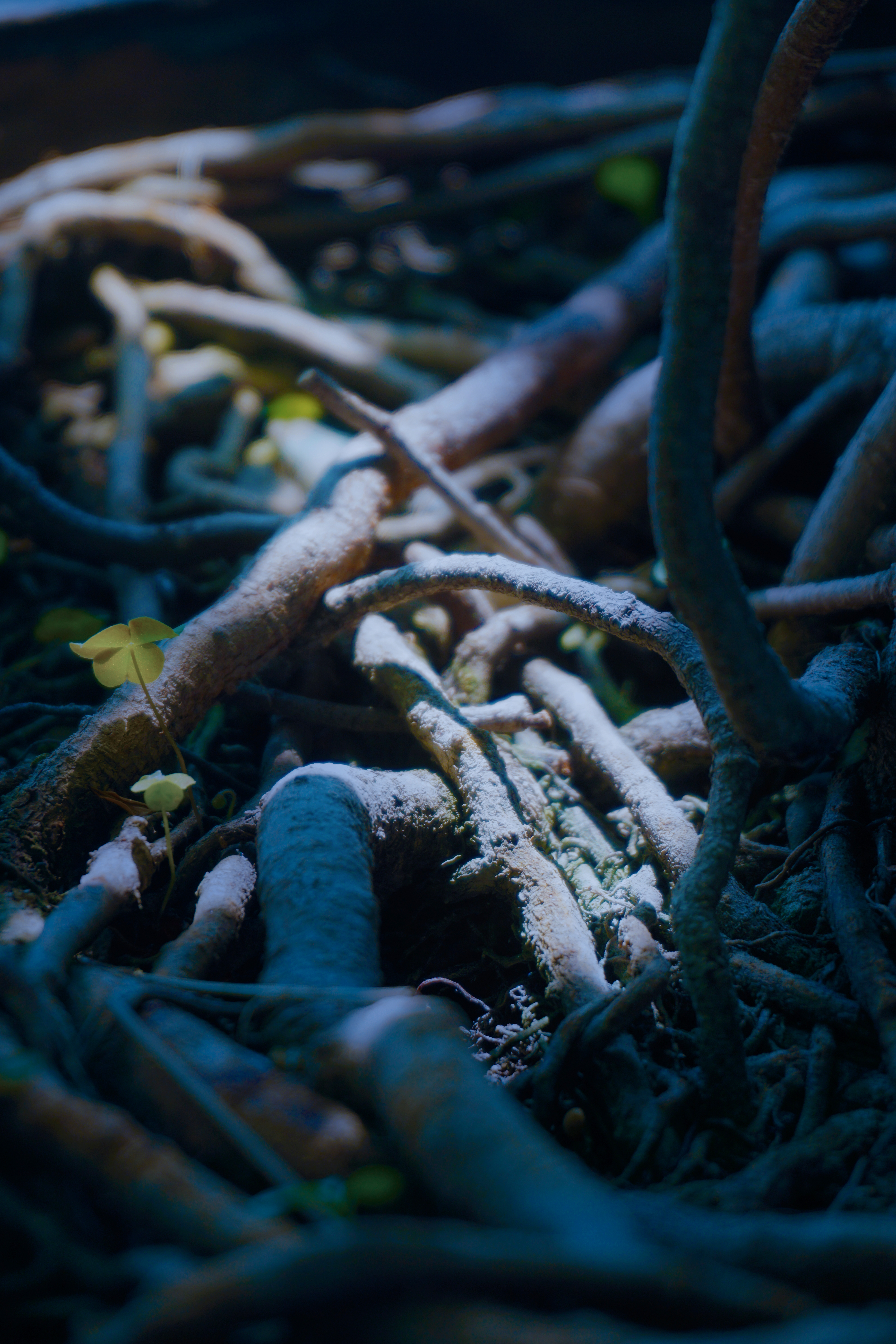 tian shi de wei xiao