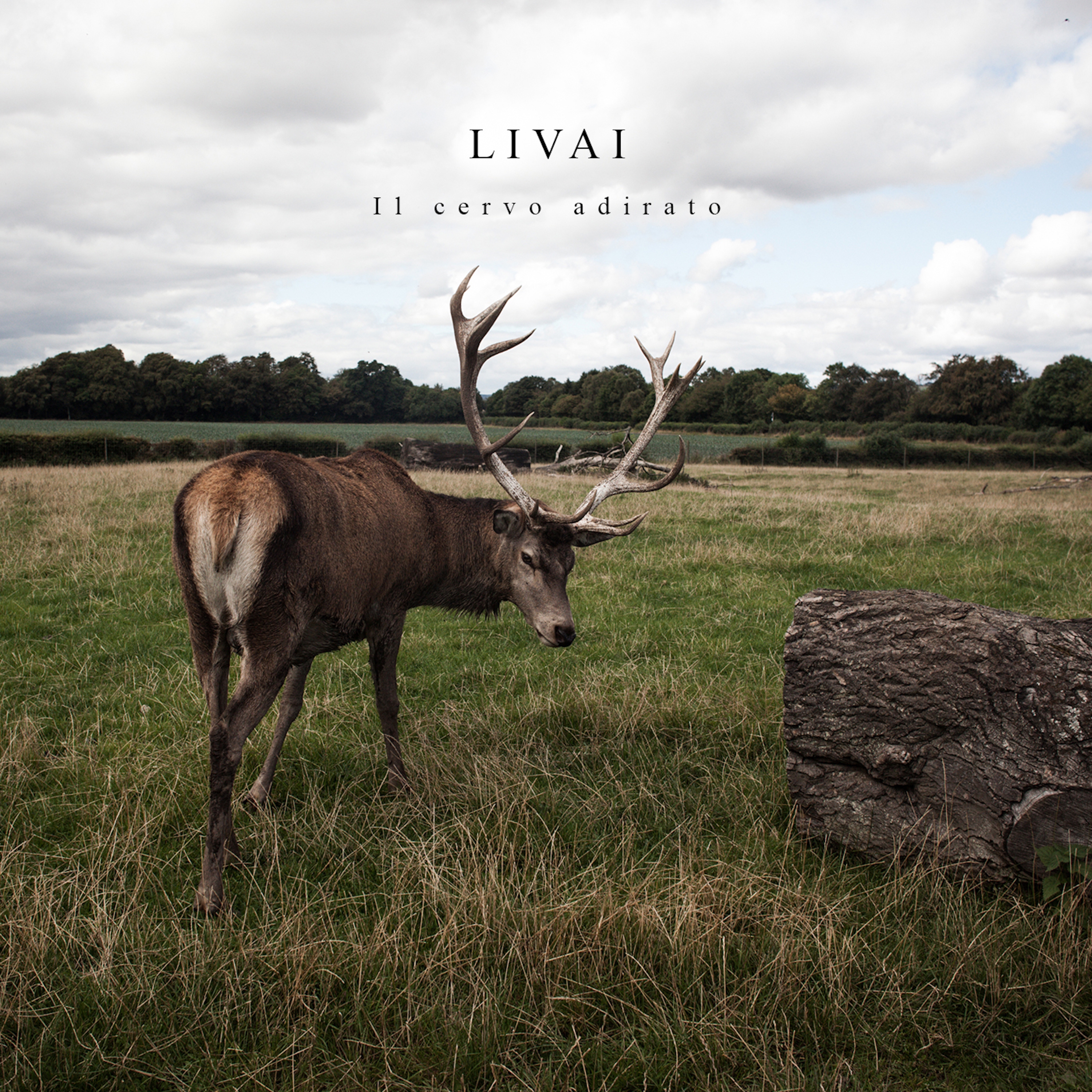 Il Cervo Adirato