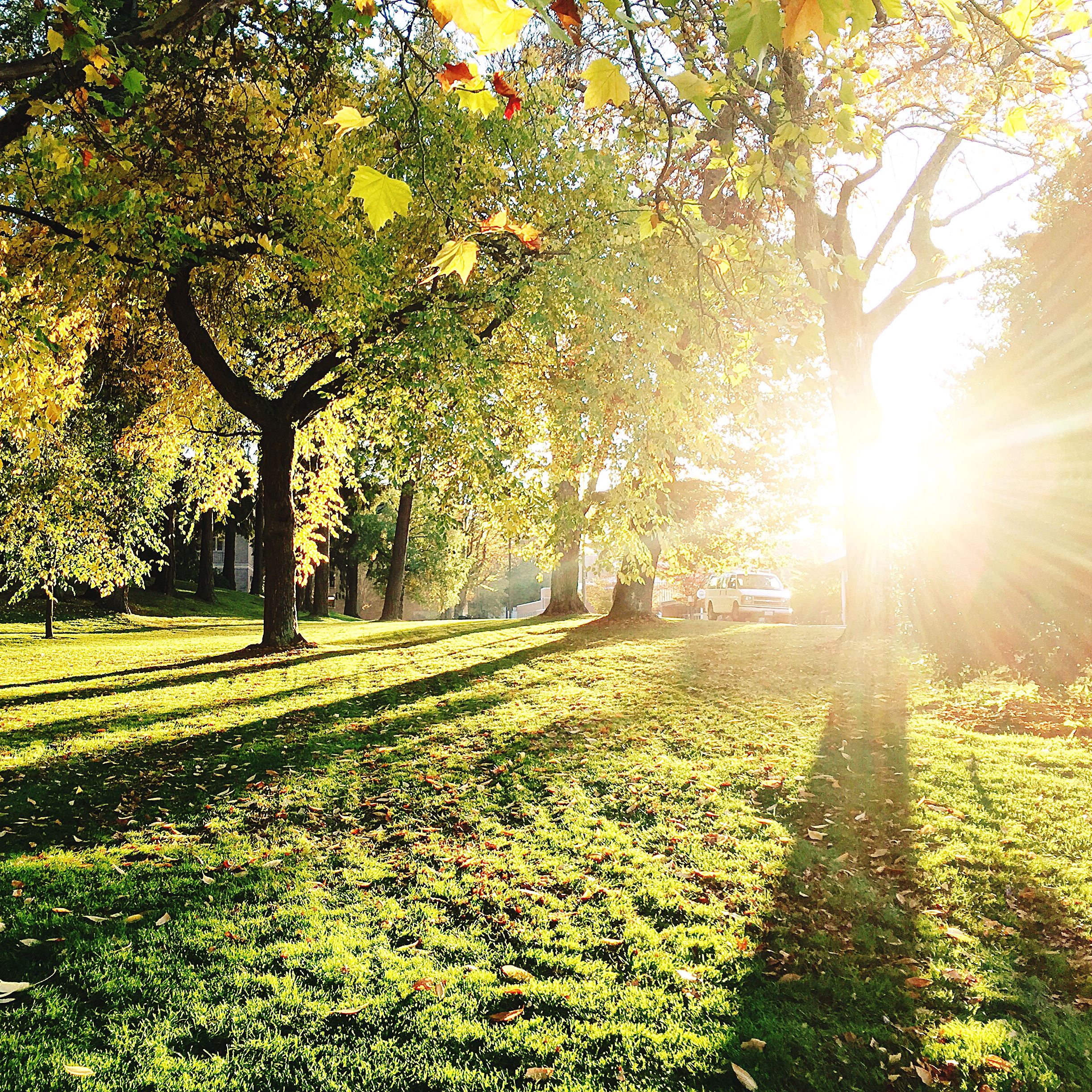 Morning Light chen guang