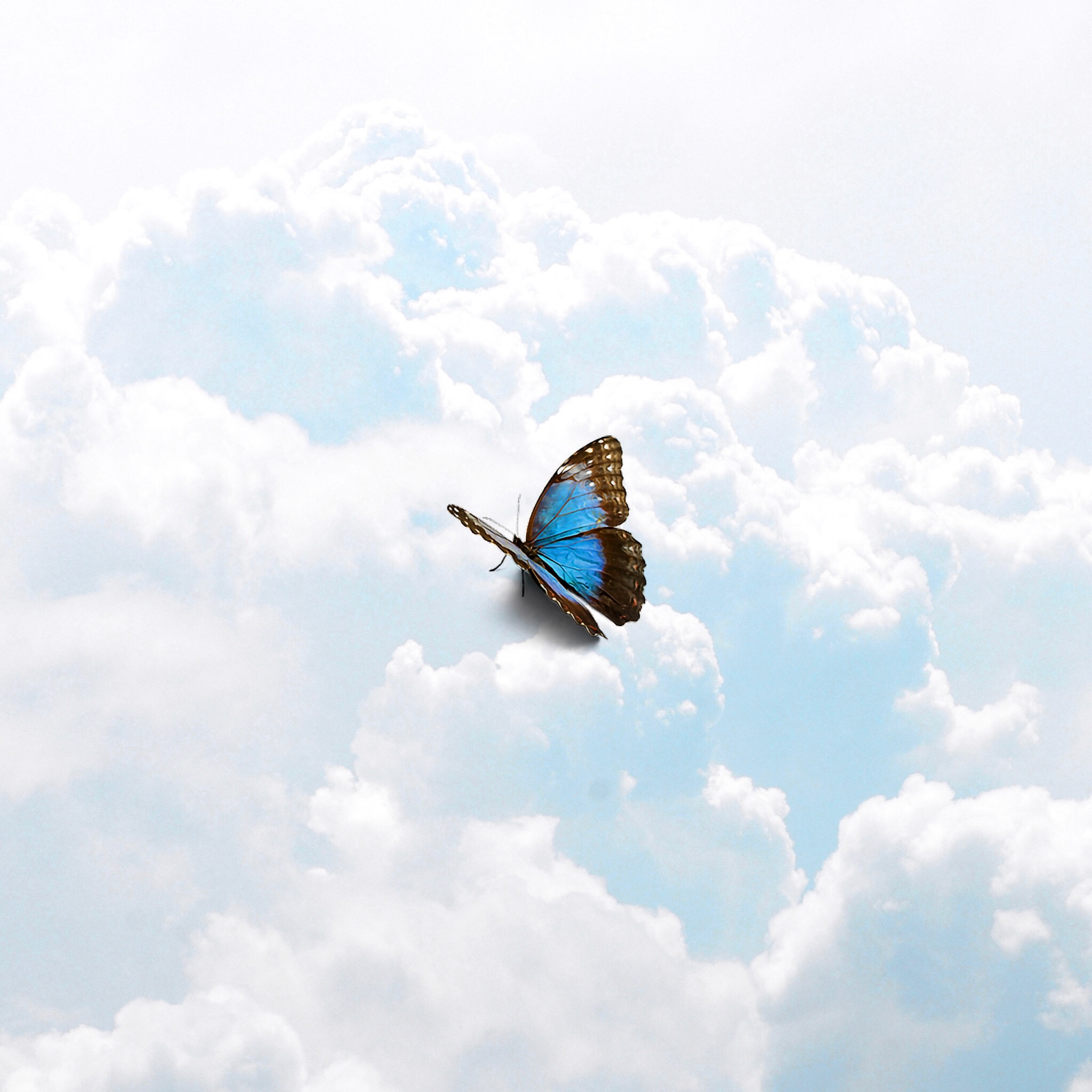 I  FLY Prod  by  Kid  Ocean 