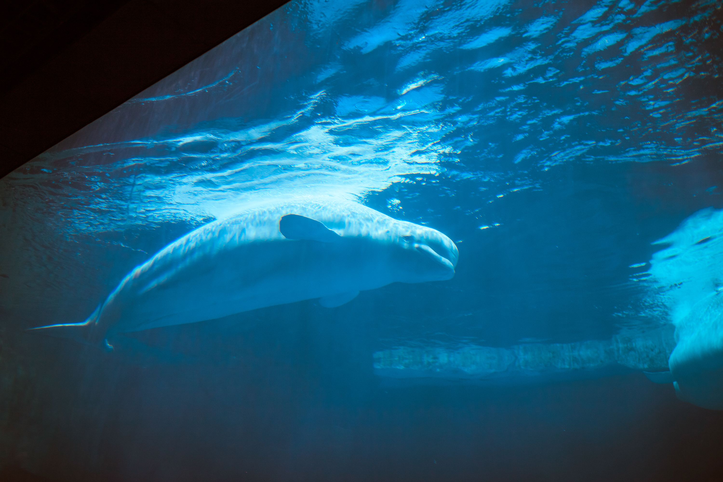 gei zi ji de shui mian yin yue