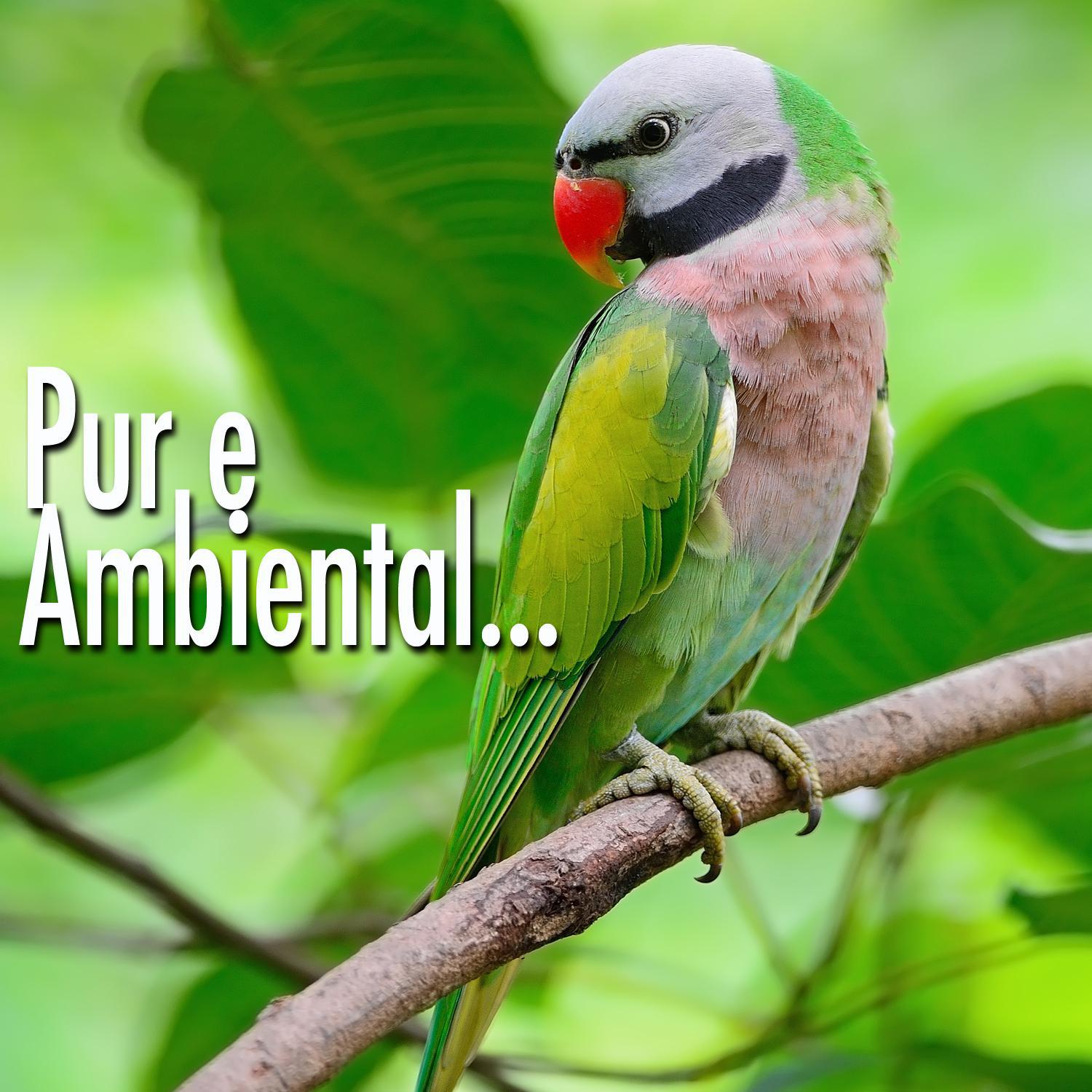 Pure Ambiental