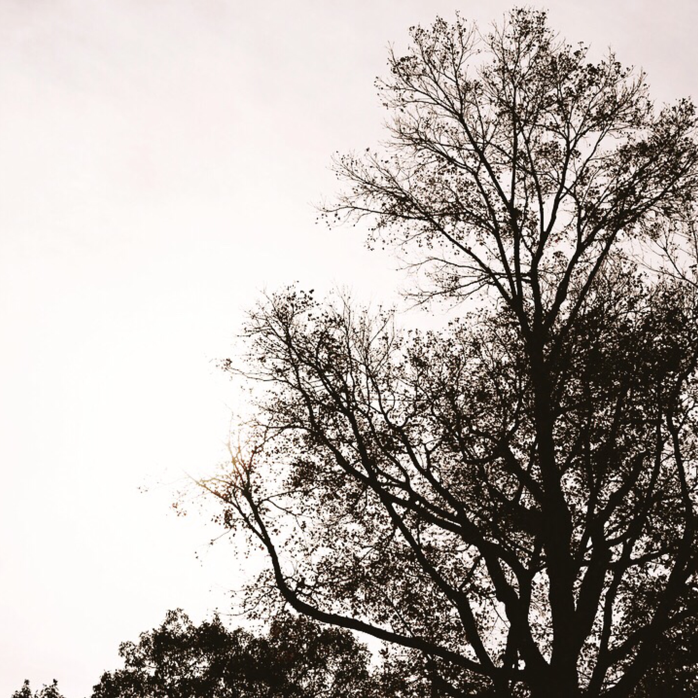 tuo yan Procrastination