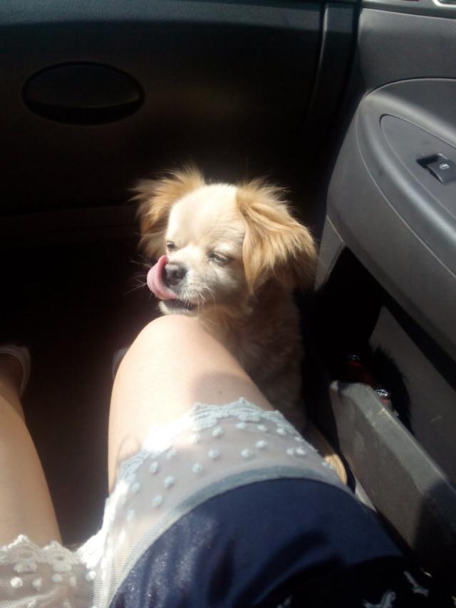 xie qi wa ha ha yi xiao xuan ming ha ha ha