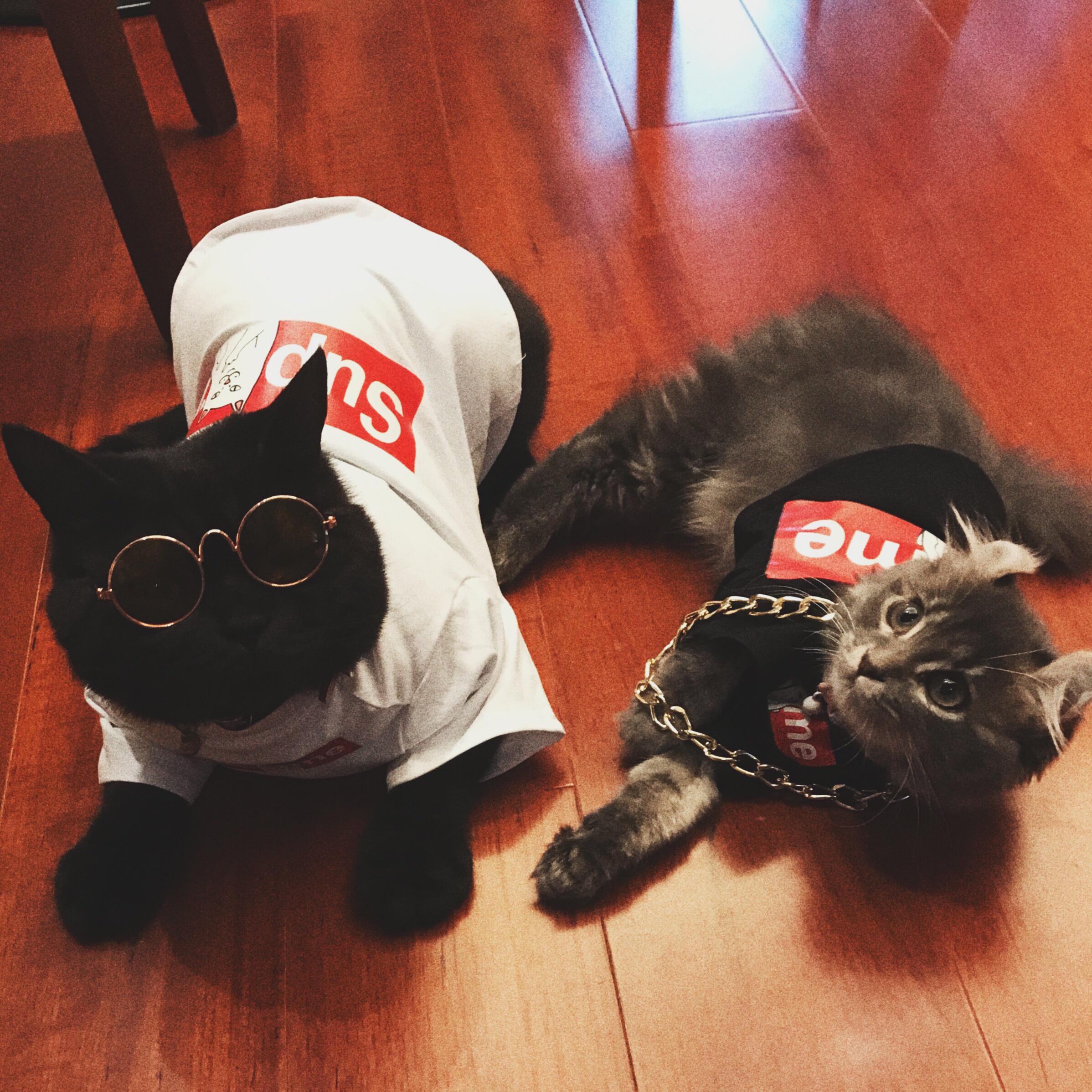 xia yu de zao shang demo