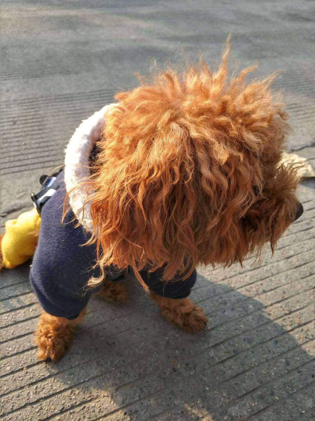 EVOLUTION Cover bang qi