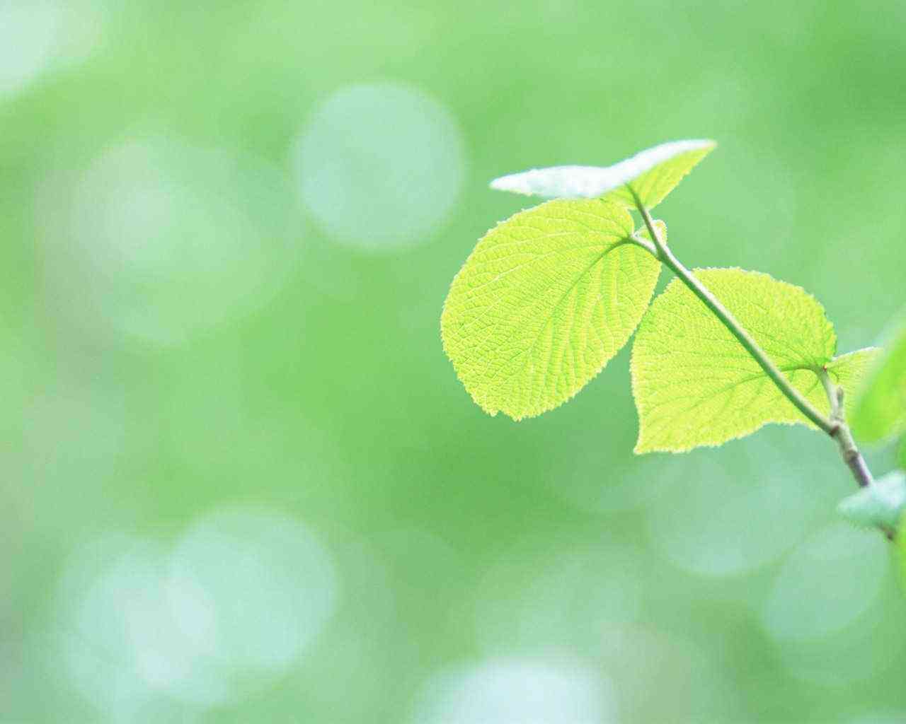 ren ren dou ai guo lu sheng Cover xu jia ying  bu nan