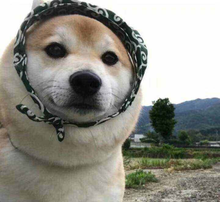 gu niang a Cover zhao shuo