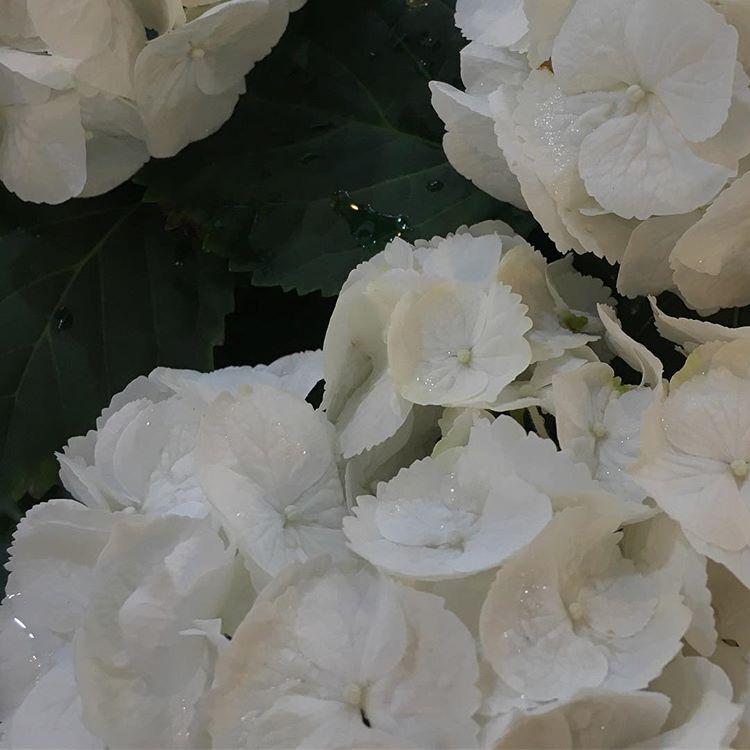 hong zheng Cover sheng sheng