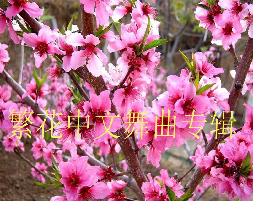 fan hua DJ ban Cover dong zhen