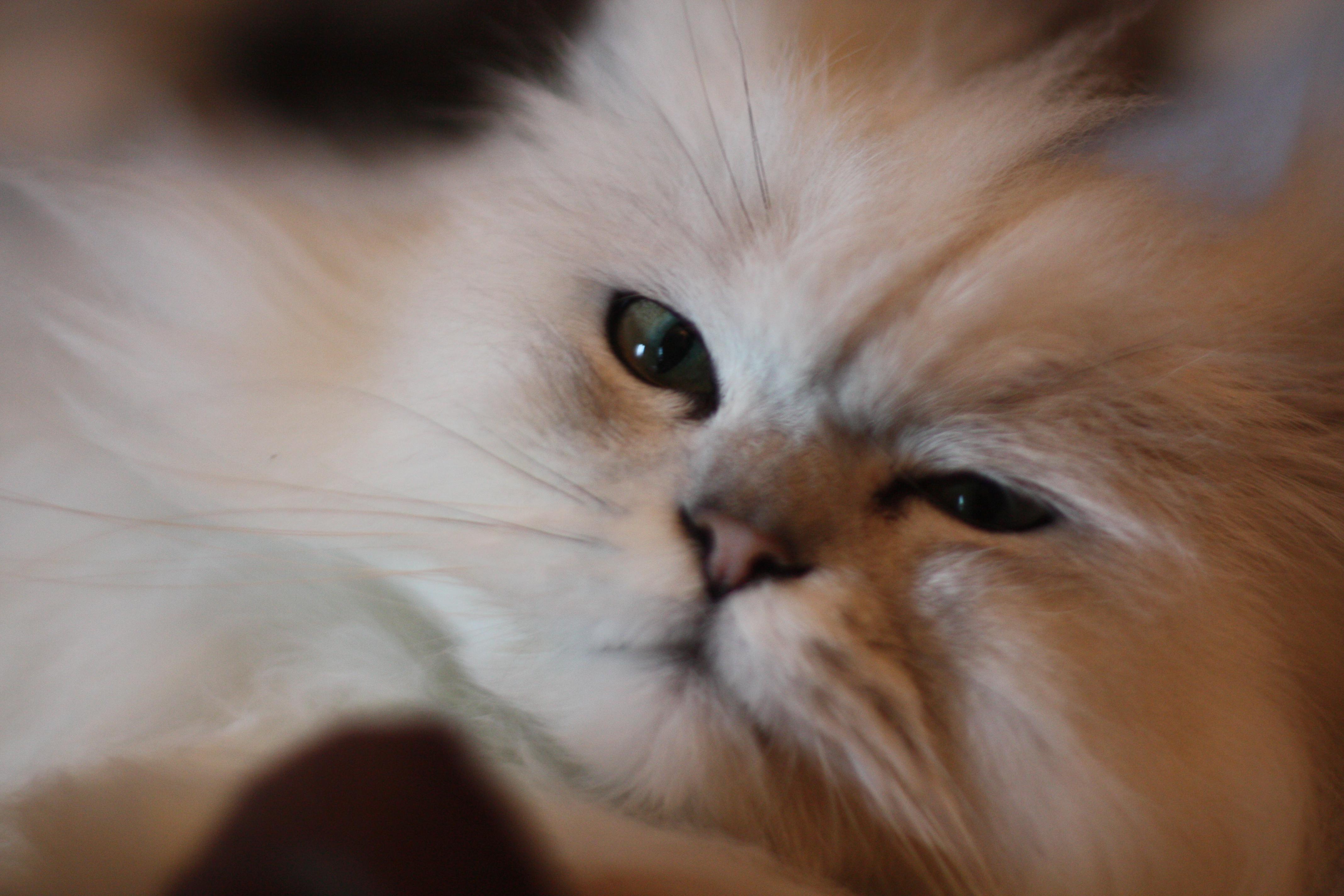 ku he tou ji ling hun bai du 2 qun xiang