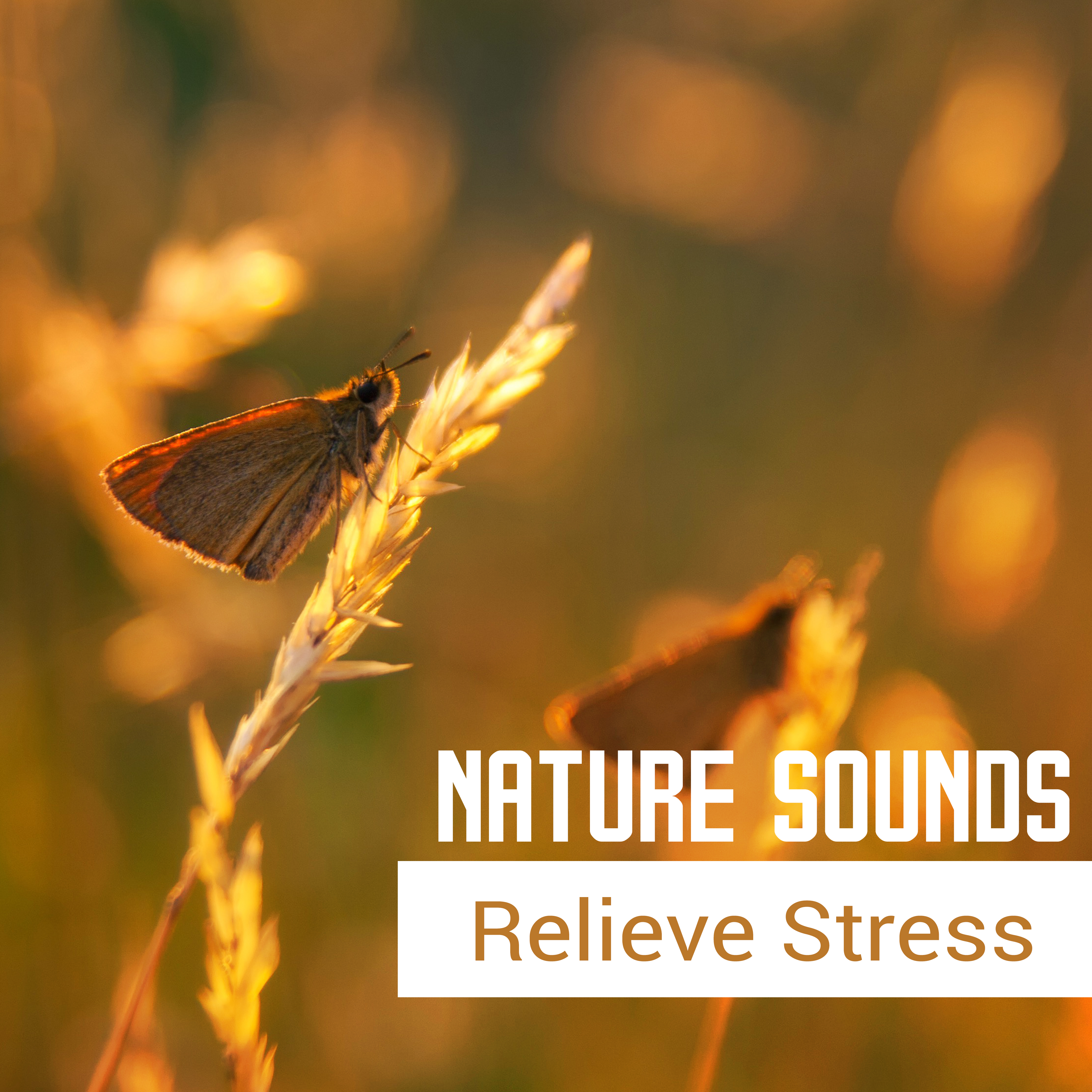 Nature Sounds Relieve Stress  Pure Relaxation, Gentle Melodies, Sounds of Sea, Restful Sleep, Meditate