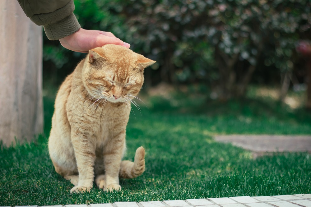 chun yao Sweet Love fan zi wacci