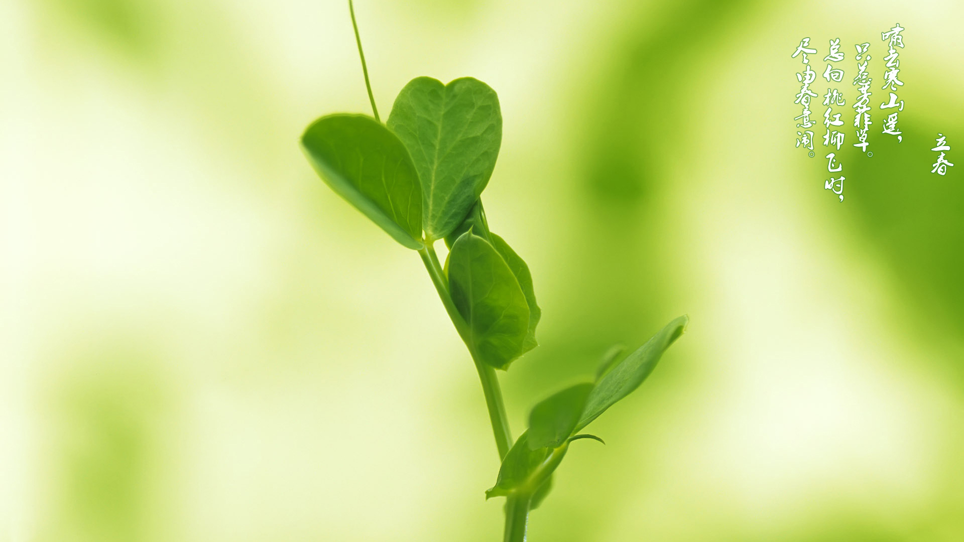 wai po de peng hu wan lin hua lao shi zuo pin