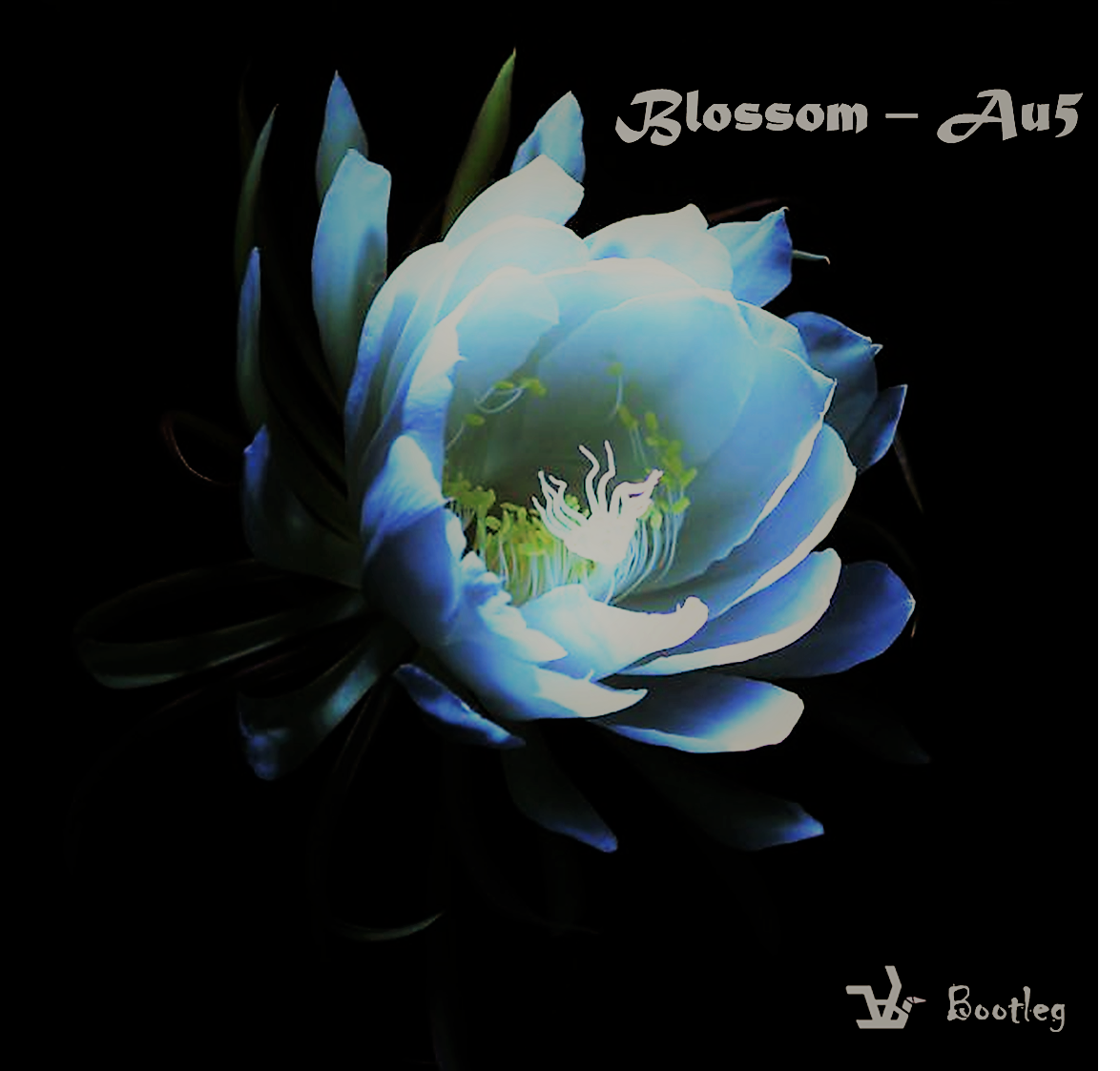 Au5 - Blossom (Cabibird Bootleg)