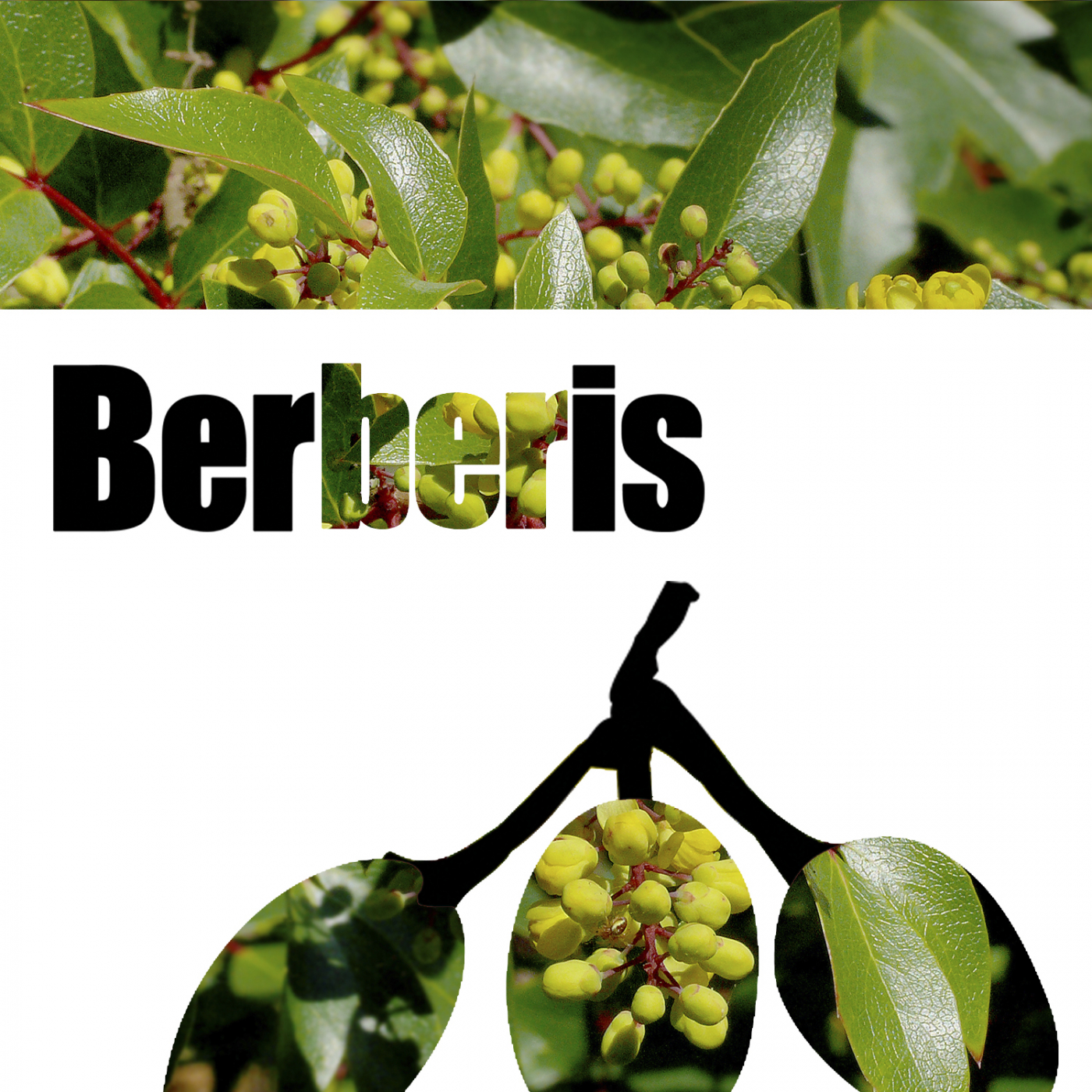 DownTown Boogie (Original Mix)