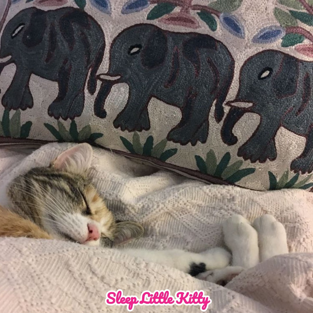 Sleep little kitty