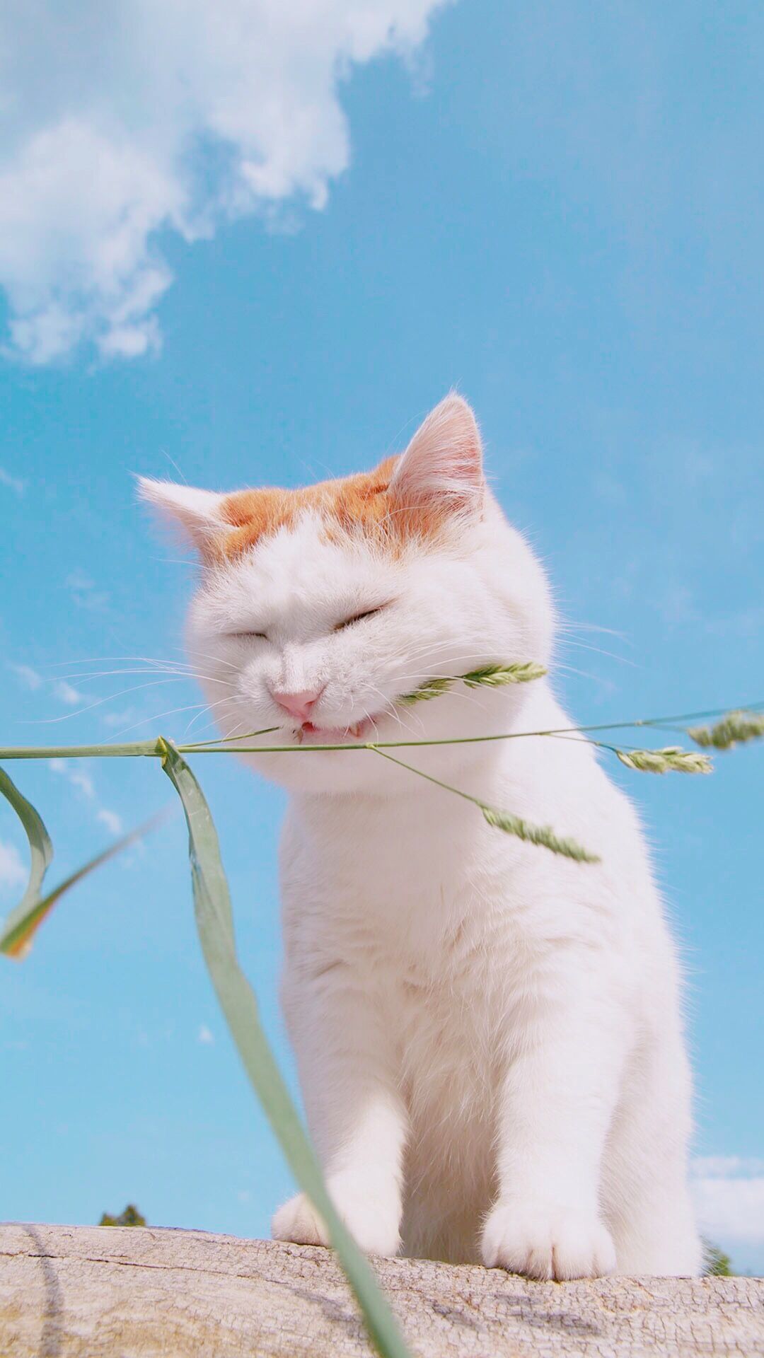 Rainy fan zi Alan Walker