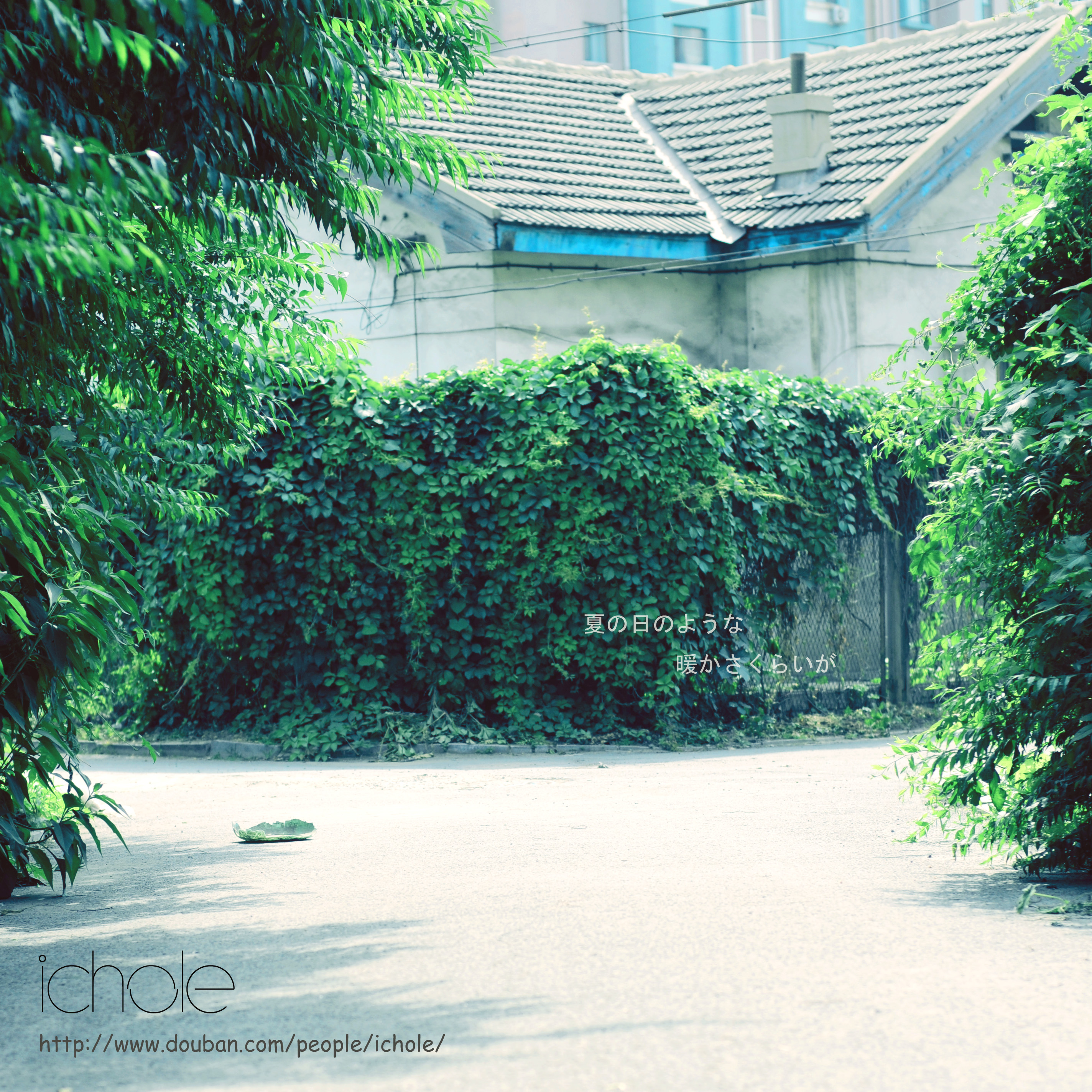 cheng du shen yang cover: zhao lei