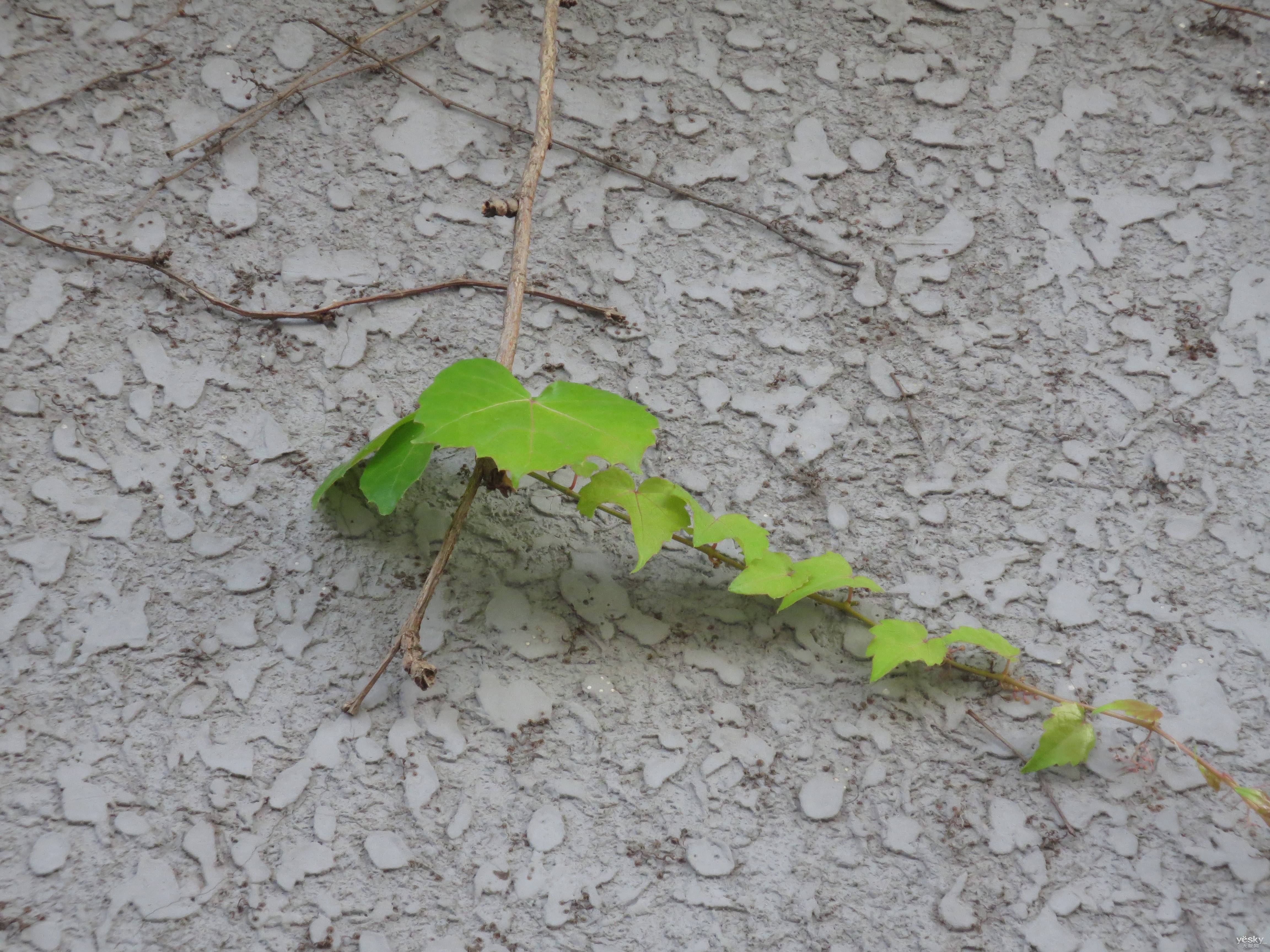 shan qiu Cover li zong sheng