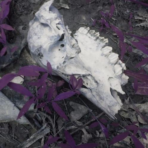 cracked sidewalks w/ 93FEETOFSMOKE