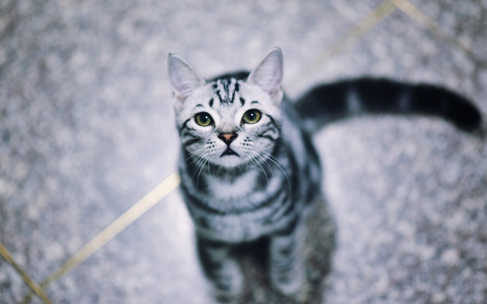 xiao pan pan  xiao feng feng  xue mao jiao DjYahaRemix