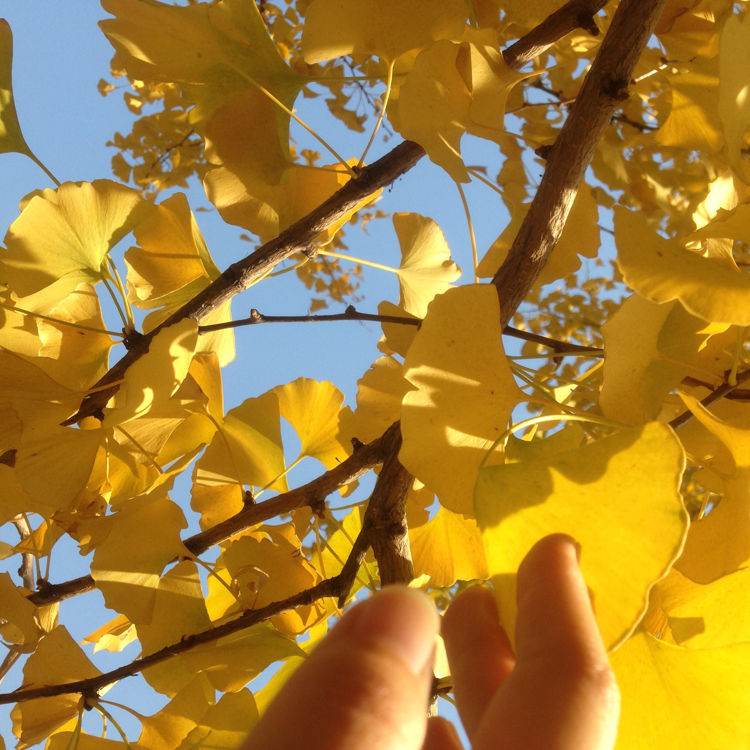 ban cheng pin de mei li