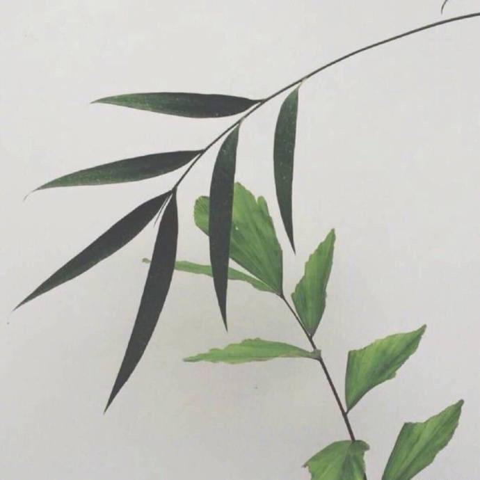 fu cao wei ying Cover: yin lin