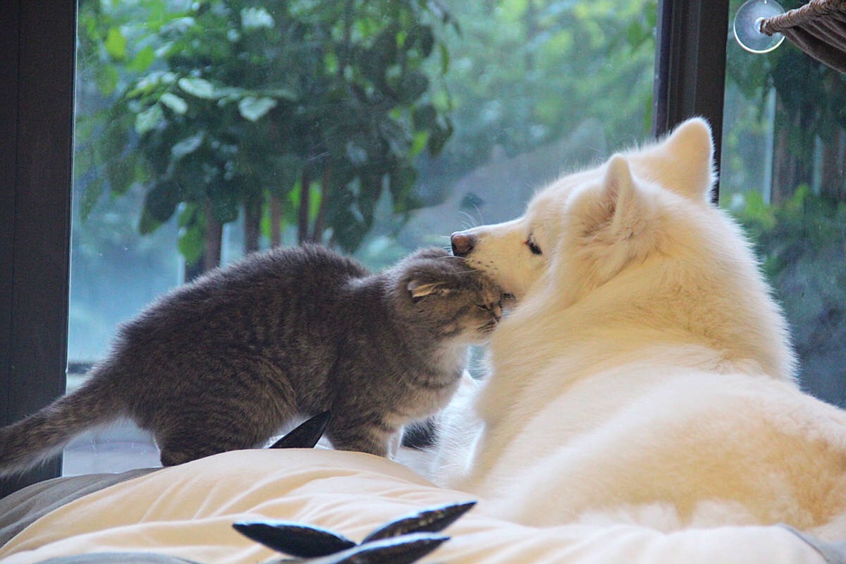 xia feng nan sheng Cover: Gifty