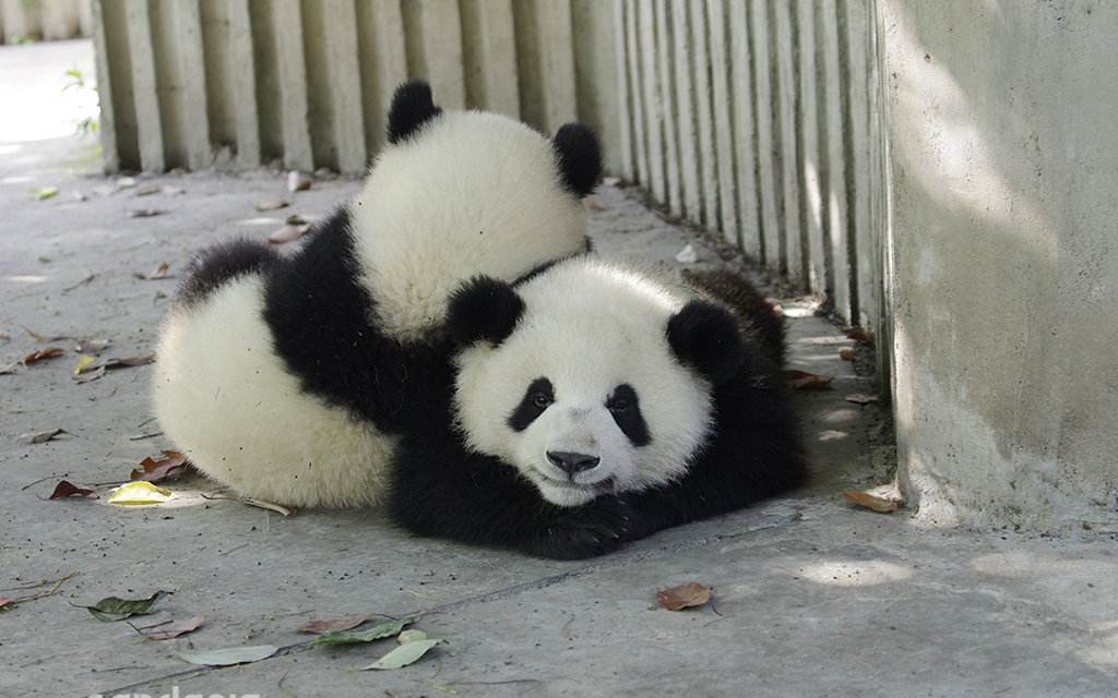 bu yi yang de mian jin ge