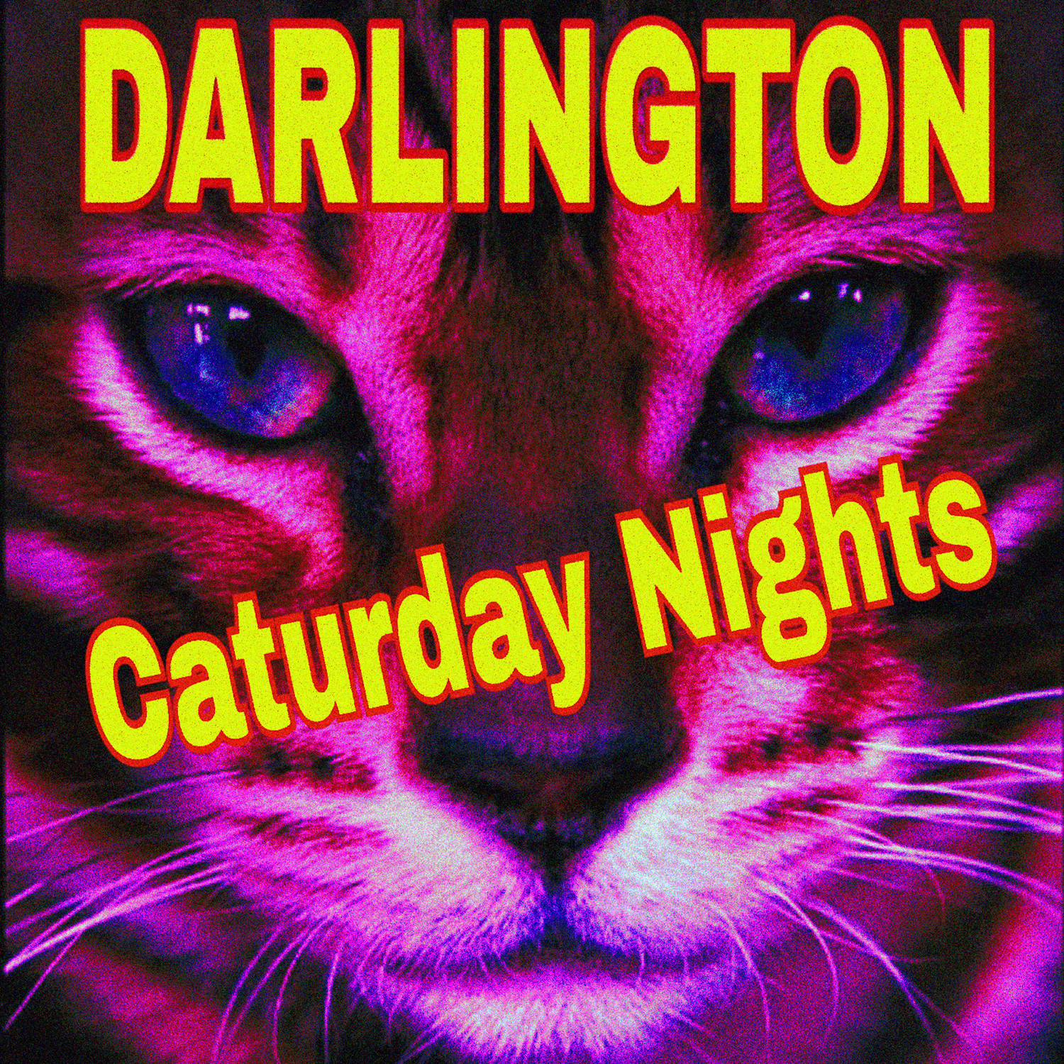 Caturday Nights