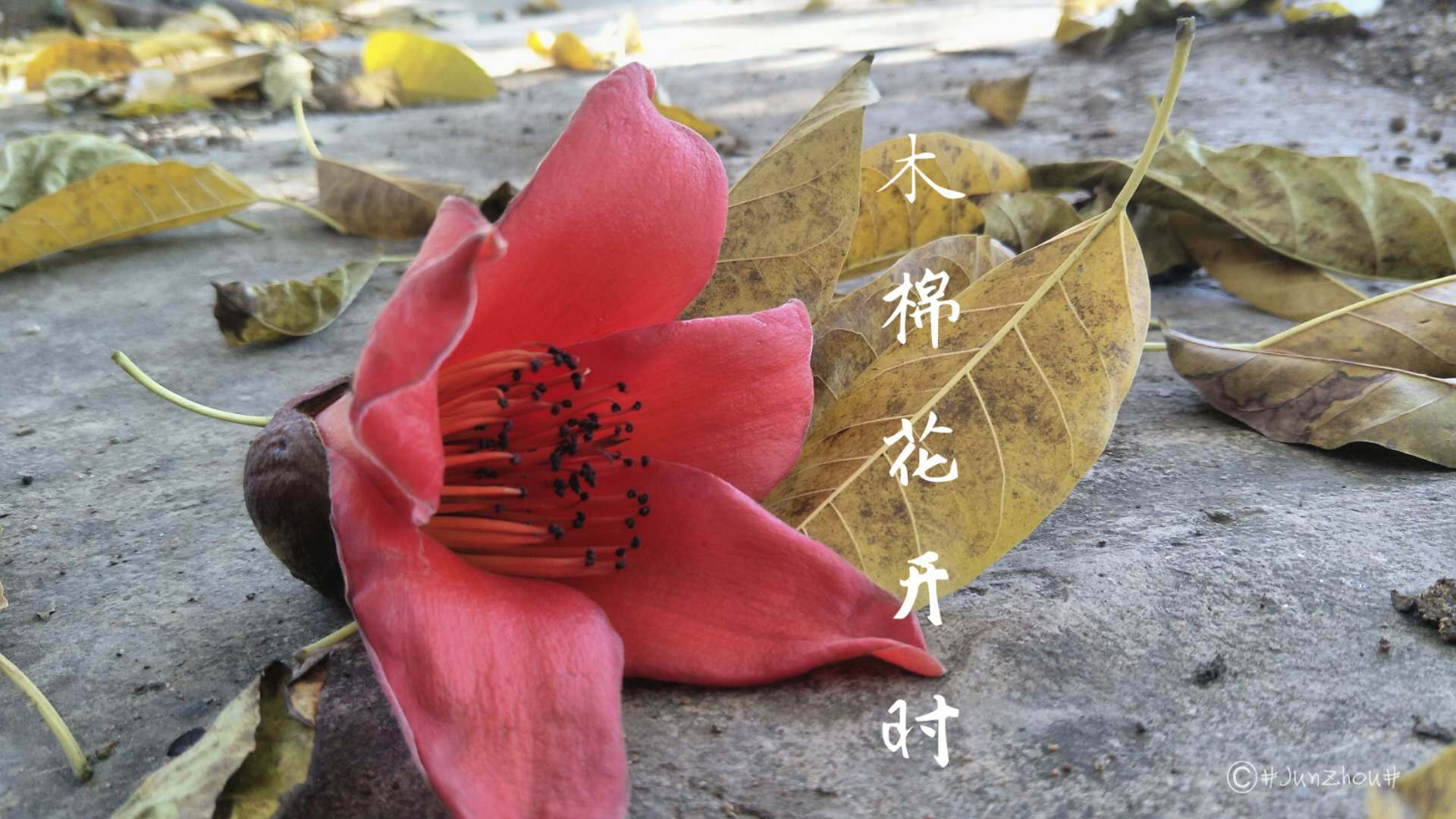 mu mian hua kai shi
