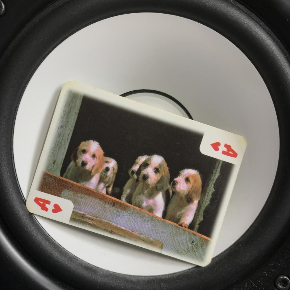 Dogs of Rhythm (Original Mix)