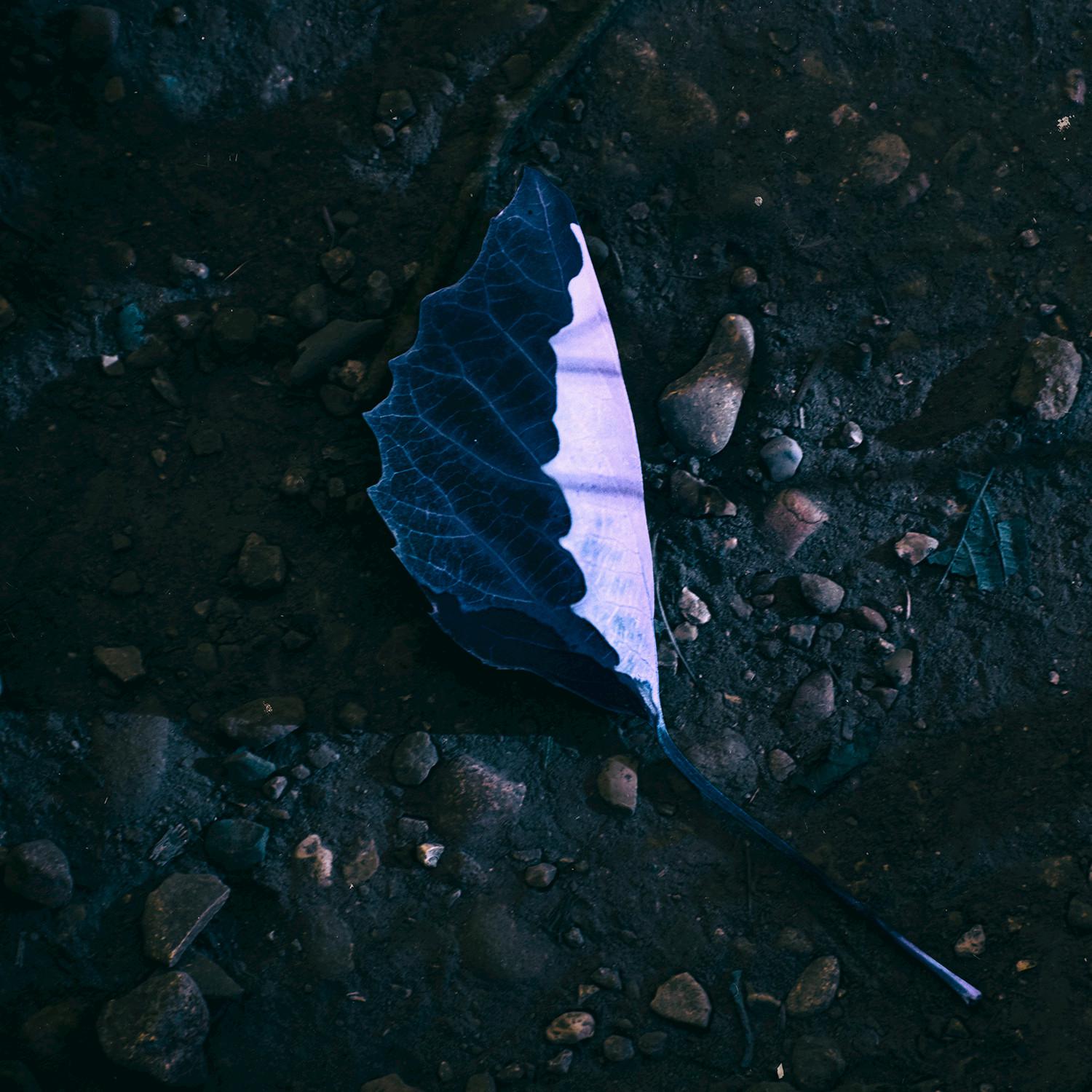 Monks of Trinity // Saturn