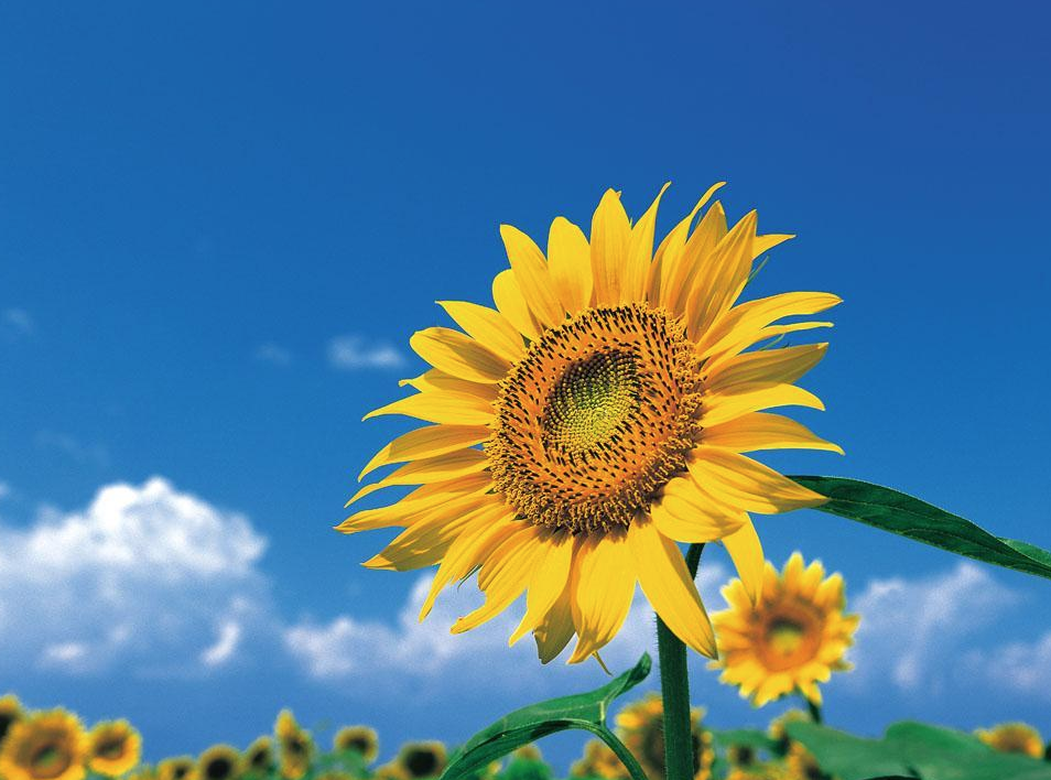 zhong xia ji ta chun yin yue