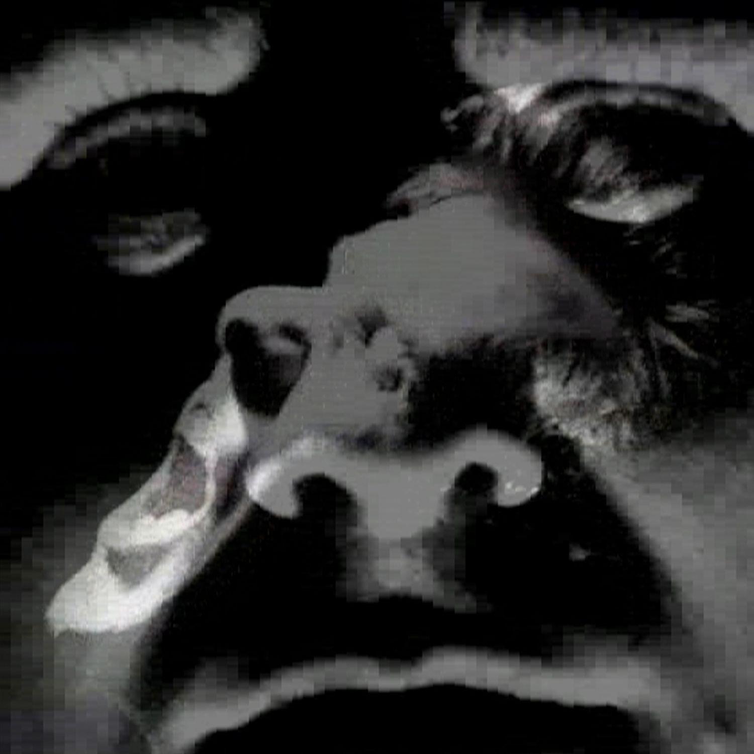 Three Polish Guys With the Treble Up Full